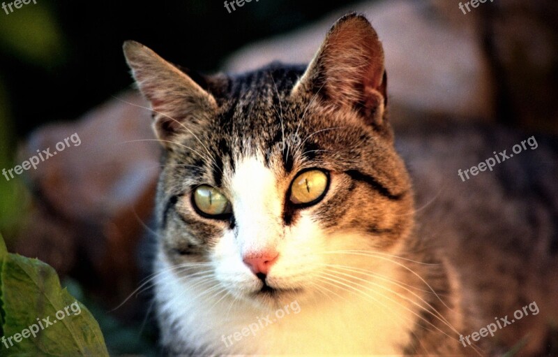 Cat Wildcat Cat European Domestic Cat Free Photos