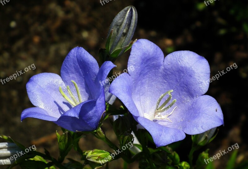 Flower Rozwar Blue Closeup Spring