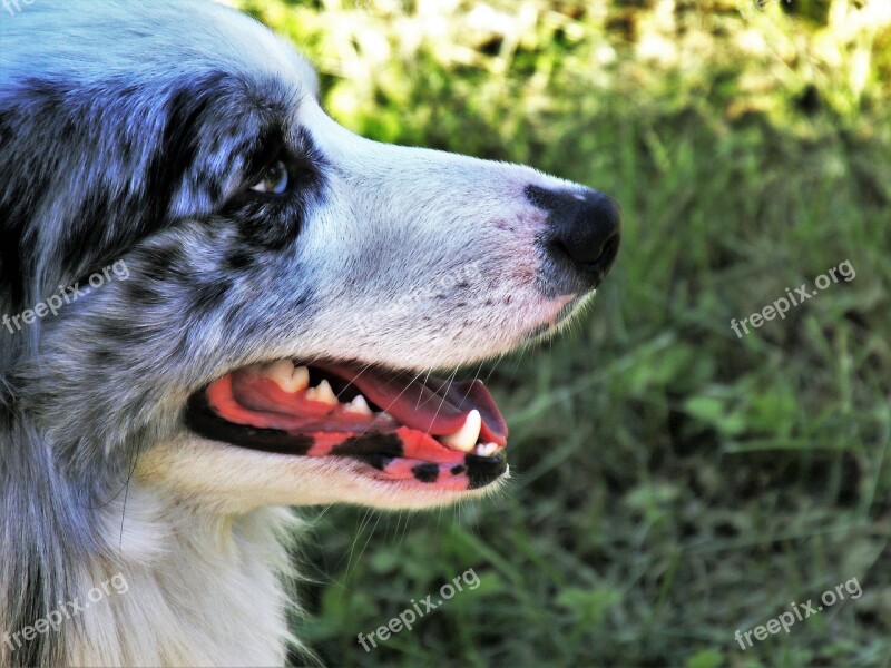 Side Dog Thoroughbred Animal Nature