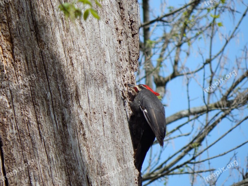 Pileated Woodpecker Woodpecker Dryocopus Pileatus Wildlife Virginia