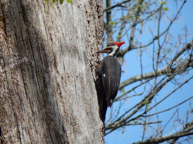 Pileated Woodpecker Woodpecker Dryocopus Pileatus Wildlife Virginia