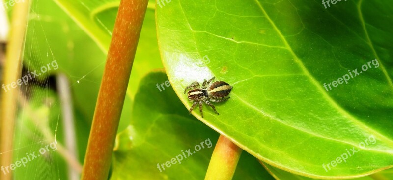 Insect Garden Spider Hunter Free Photos