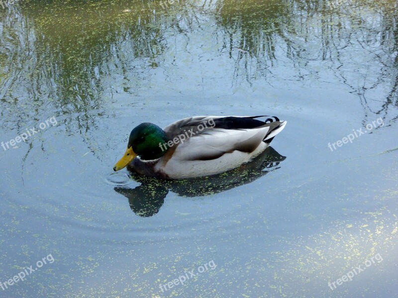 Duck Drake Lake Water Aquatic Animal