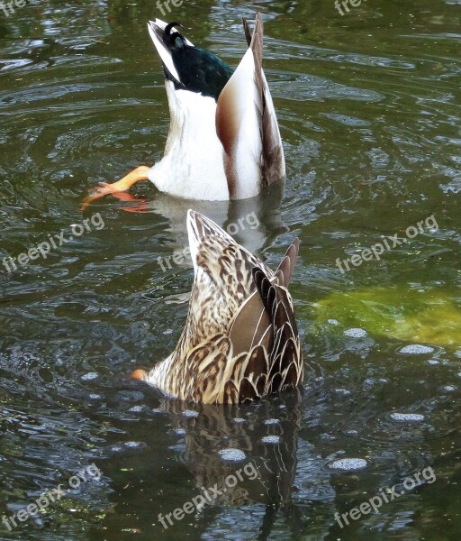 Ducks Pair Of Ducks Diving Waterfowl Two