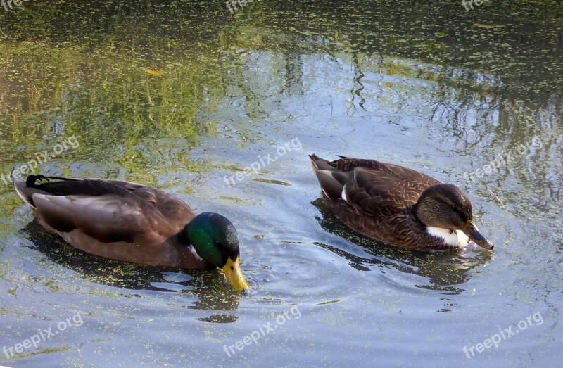 Ducks Pair Of Ducks Water Water Bird Animal World