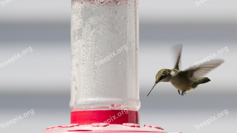 Ruby-throated Hummingbird Hummingbird Bird Ruby-throated Feeder