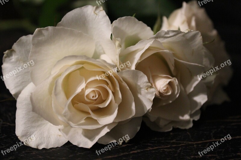 White Rose Rose Love White Roses White