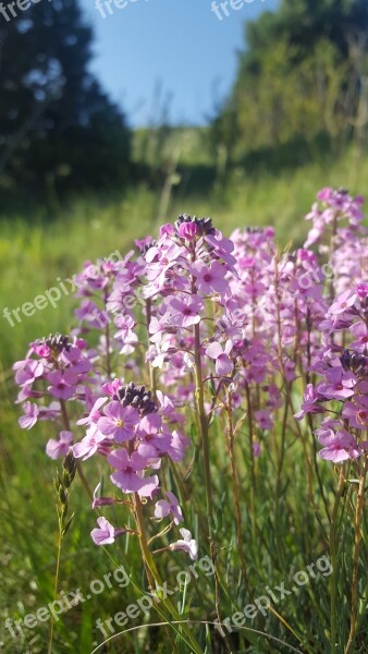 Flower Open Air Forest Free Photos