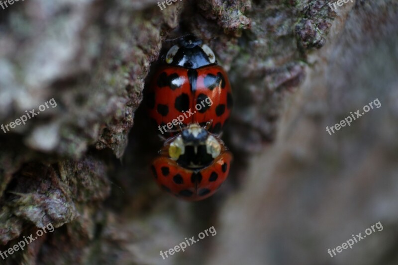 Mating Ladybird Spots Free Photos