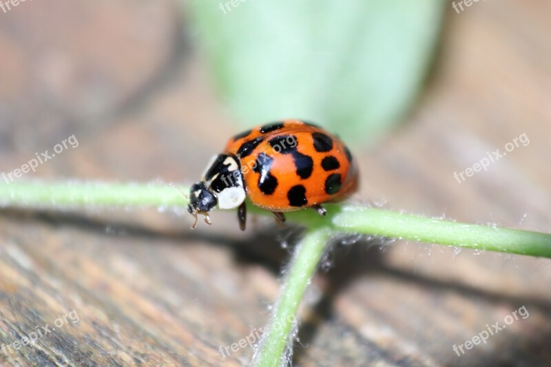 Ladybird Insect Spots Free Photos