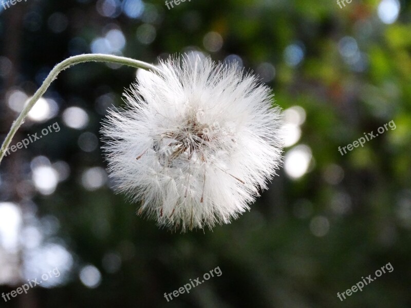 Flower Landscape Nature Small Flower Spring