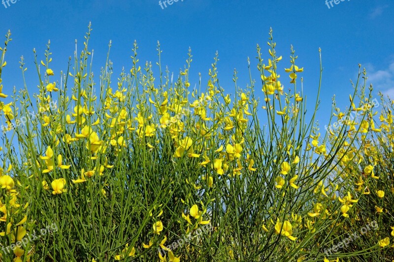 Yellow Broom Broom Nature Broom Shrub Gorse Blossom