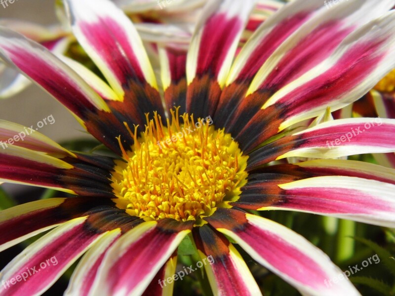 Gazania Flower Color Nature Outdoors