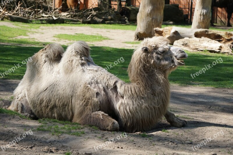 Camel Zoo Animal Nature Mammal