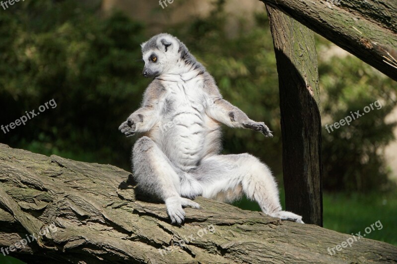 Ring Tailed Lemur Fur Zoo Animal Animal World