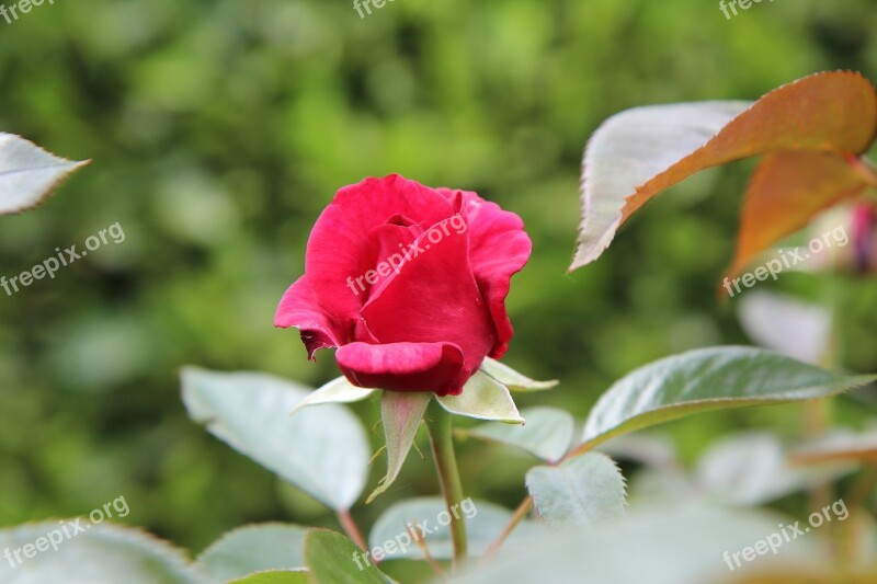 Pink Red Rose Rosebush Red Pink Flower