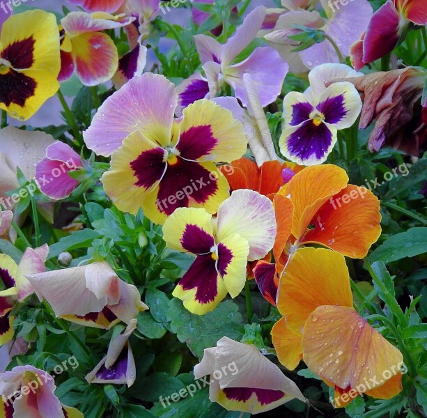 Pansies Colorful Flowers Spring Free Photos