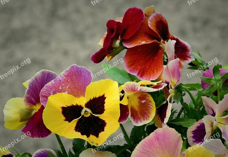 Pansies Beauty Spring Flower Free Photos