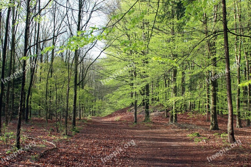 Landscape Heide Young Green Nature More