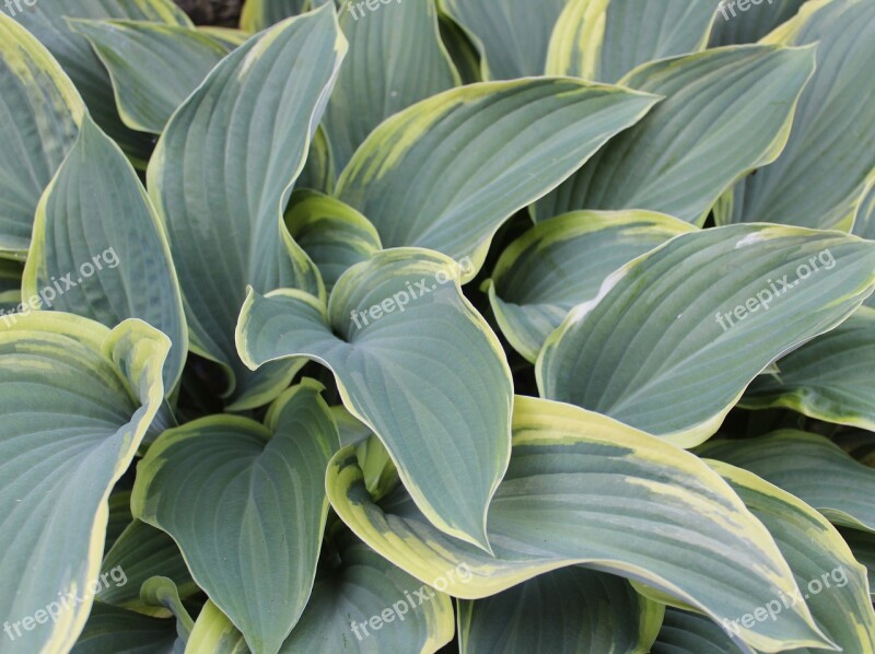 Hosta Leaf Green Foliage Flower Arranging