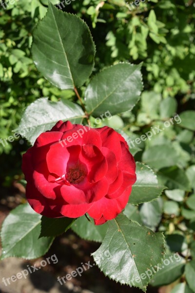 Flower Pink Red Nature Garden