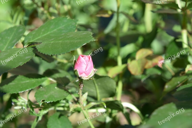 Pink Nature Garden Flower Rosebush