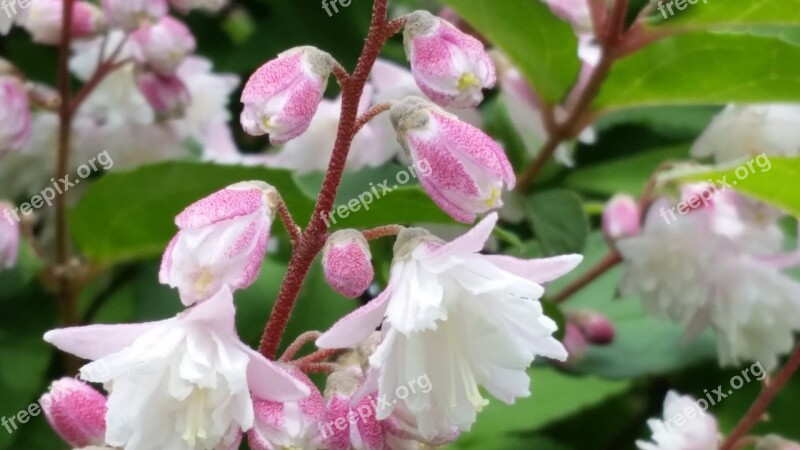 Blossom Bloom White Pink Flower Garden Spring