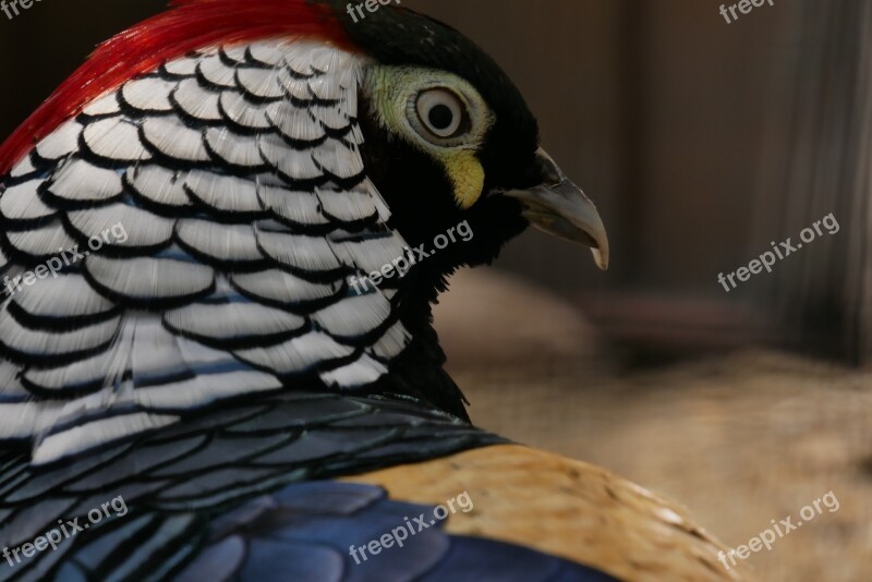 Pheasant Diamond Pheasant Species Colorful Males