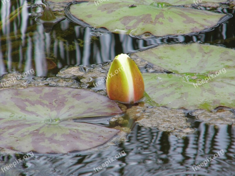 Lake Rose White Water Lily Nature Lake Rose