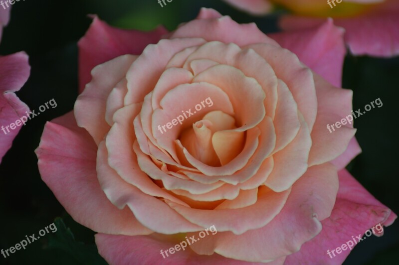 Tags Rose Flower Miss Piggy Pink Flowers