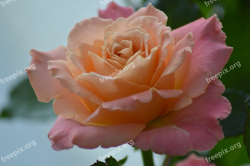 Rose Flower Miss Piggy Pink Nature