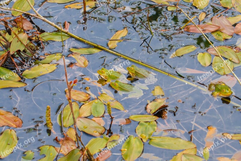 Pond Frogs Green Frog Leaf Free Photos