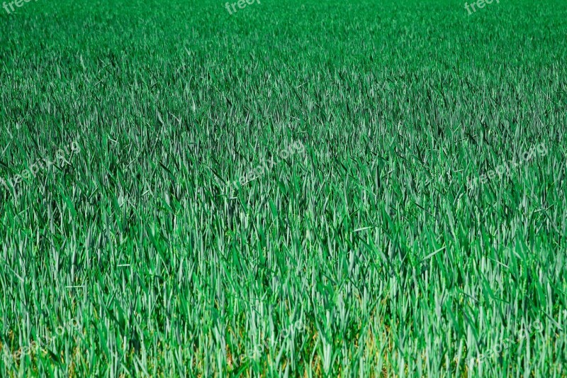 Grain Cornfield Field Arable Farming Landscape