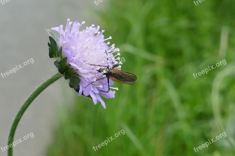 Bug Fauna Flower Nectar Food