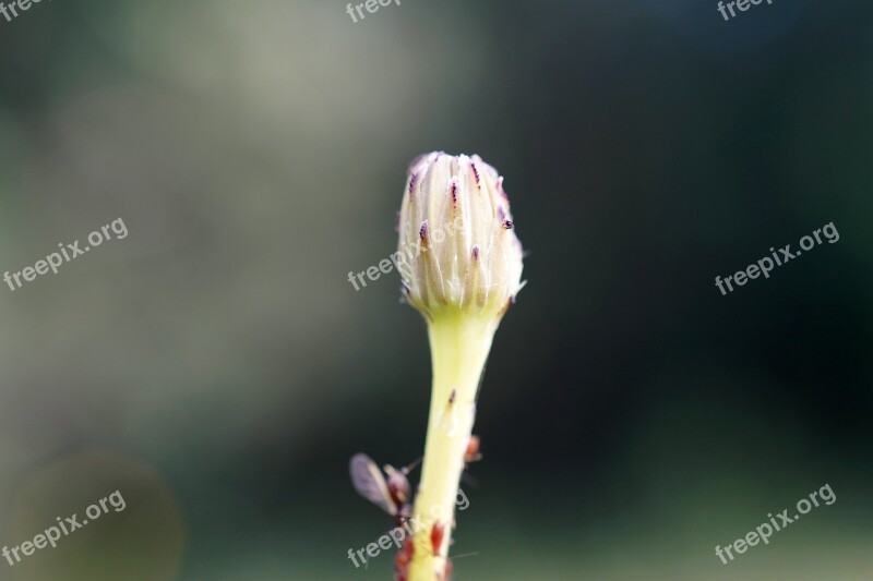 Flower Bud Detail Flower Spring Macro