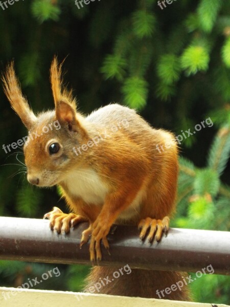 Squirrel Nature Animal Forest Possierlich