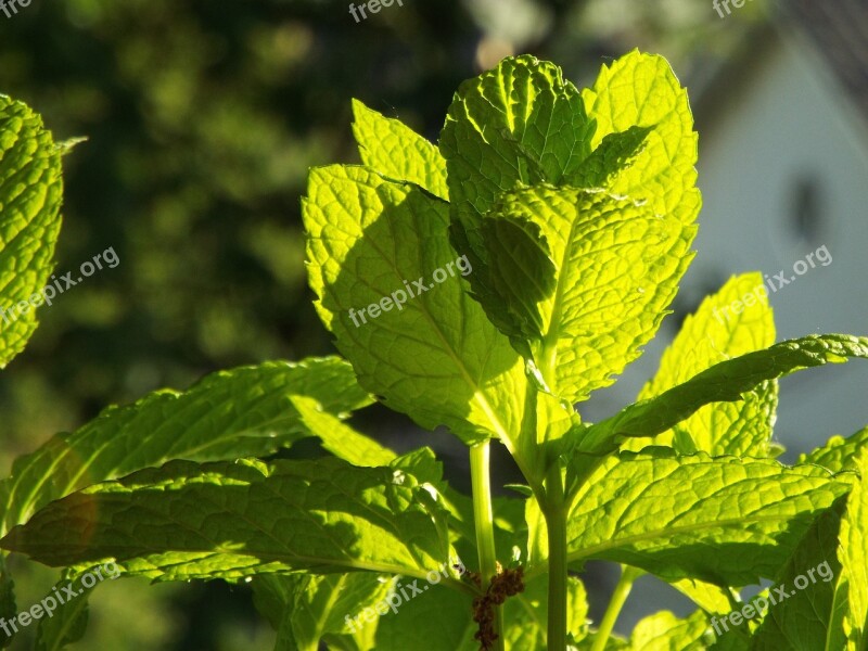 Mint Moroccan Mint Fresh Herbs Green