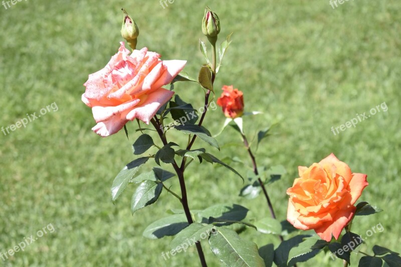 Two Roses Pink Rose Orange Rose Green Background Green Leaves