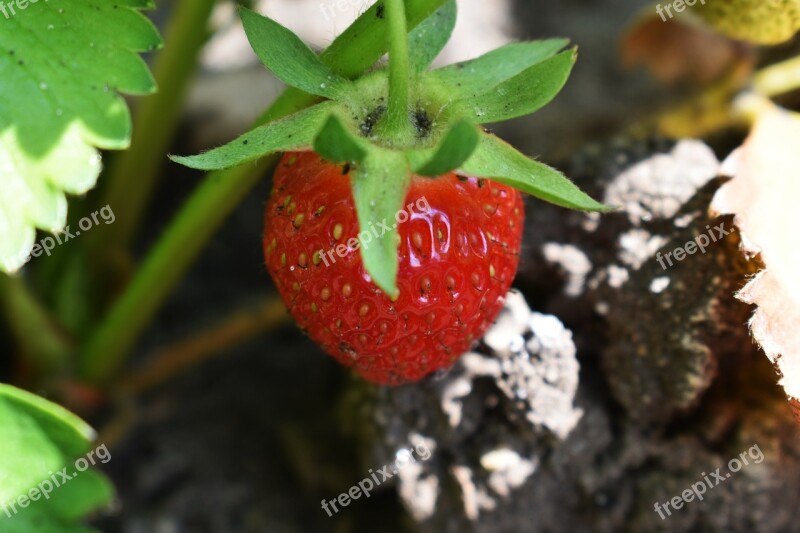 Strawberry Garden Red Strawberries Summer Sweet