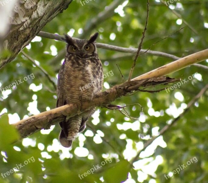 Owl Branch Tree Wise Brown