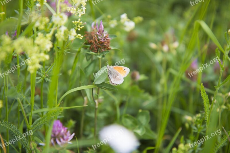 Butterfly Meadow Summer Butterfly Wings Insect