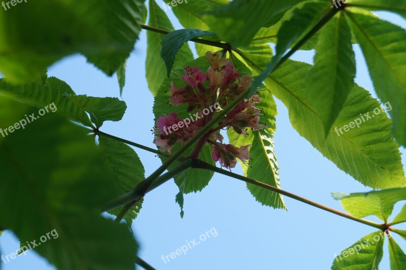 Chestnut Blossom Nature Leaves Sky Green