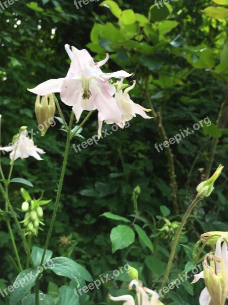 Columbine Blossom Bloom Flower Flora