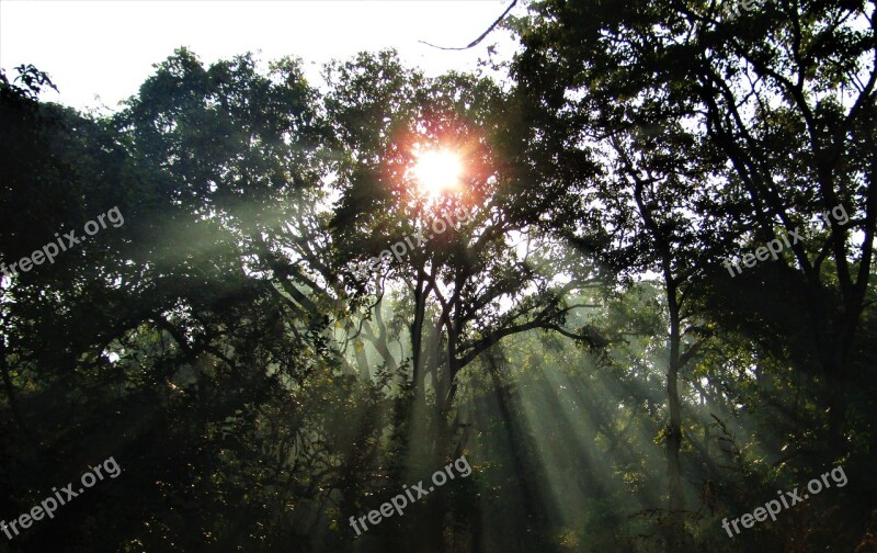 Sun Rays Rays Of The Sun Trees Foliage Sunlight