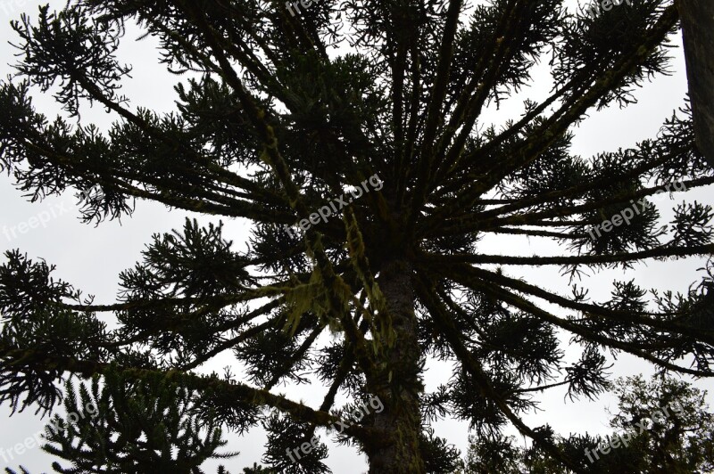 Araucaria South Nature Tree Green