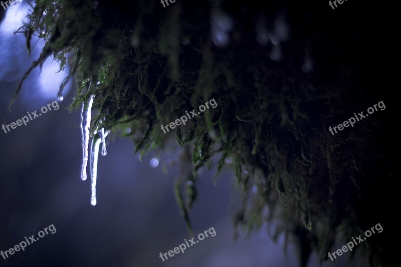 Jura Fir Snow Nature Landscape