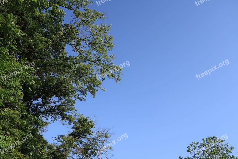 Wood Branch Leaf Sky Fine Weather