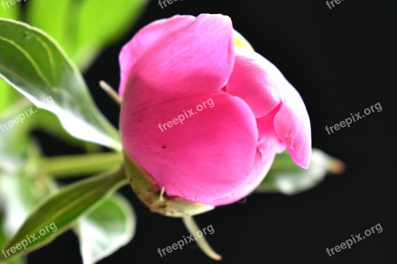 Peony Bud Gentle Closeup Pink Flower