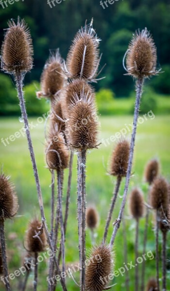 Withered Faded Spring Old Nature