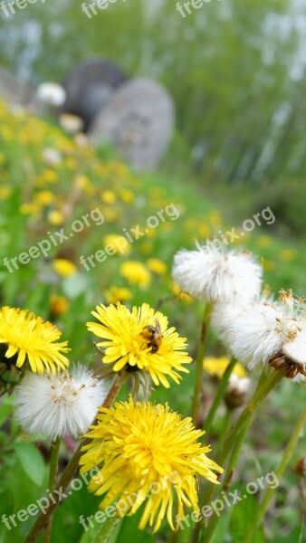 Dandelion Bee Nature Macro Fluffy Dandelion